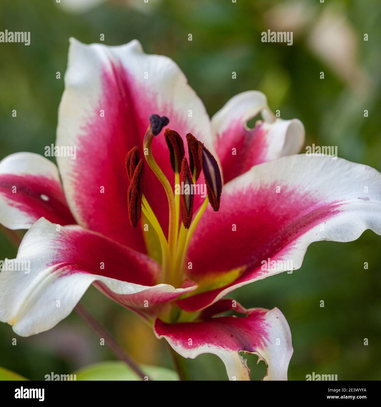 'Giardino piacere' Oriental ibrido, Orientlilja (Lilium ibrido). Foto Stock
