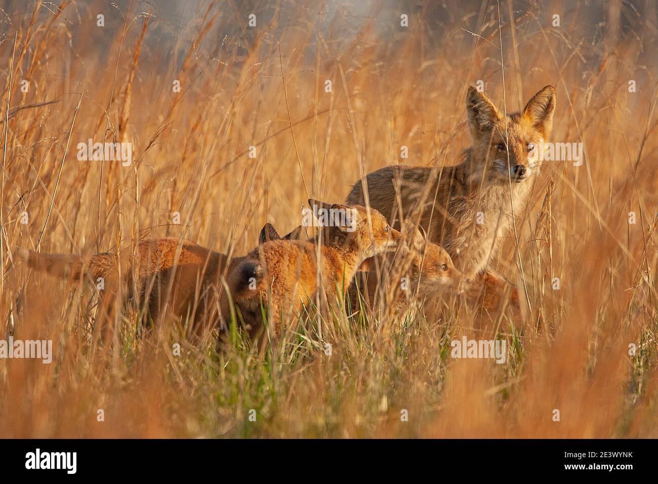 Kit volpe rossa (Vulpes vulpes) con genitore in campo, Pennsylvania Foto Stock