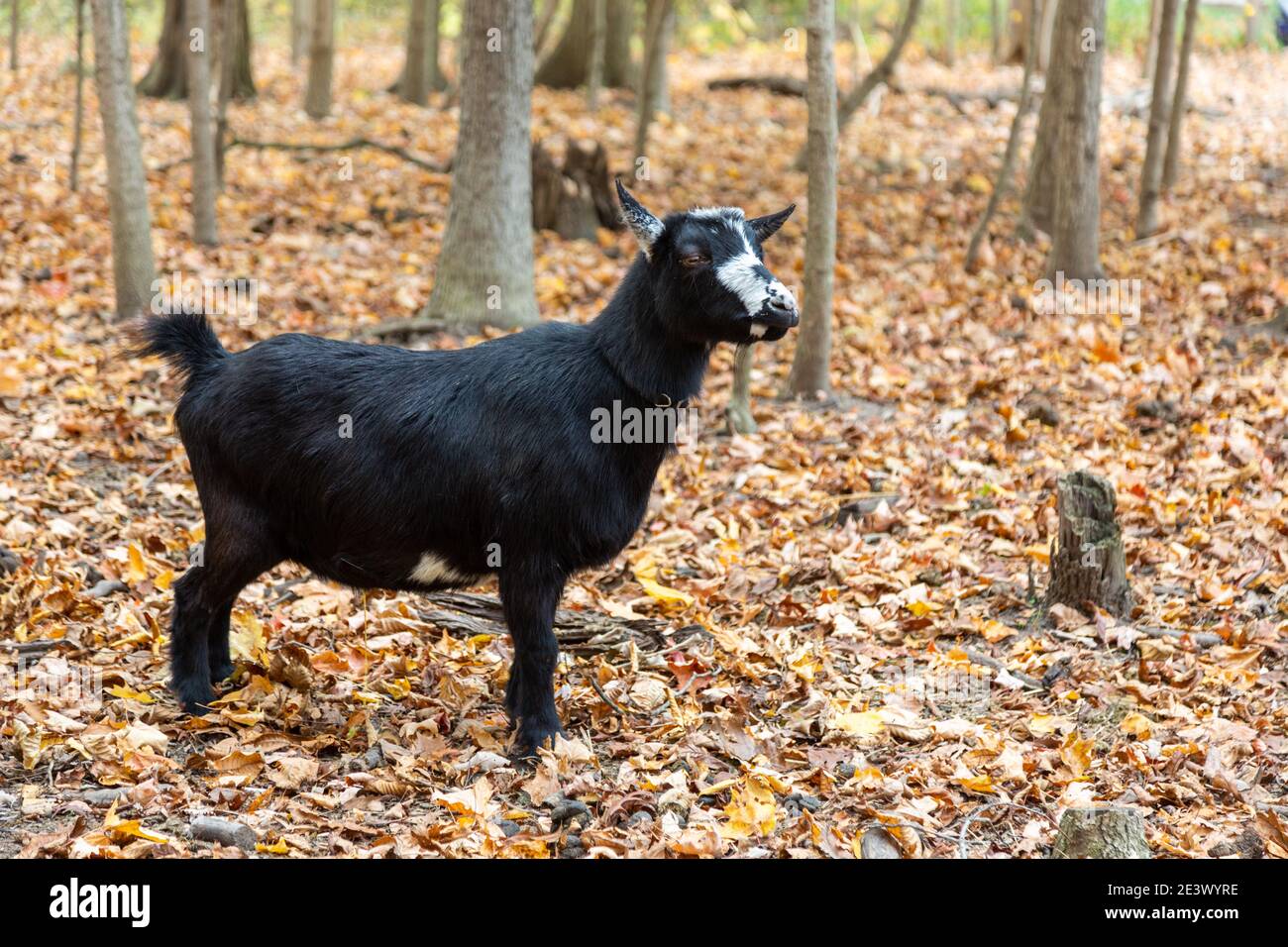 Un nero nigeriano Dwarf Goat sorge tra gli alberi in una foresta vicino Spencerville, Indiana, USA. Foto Stock