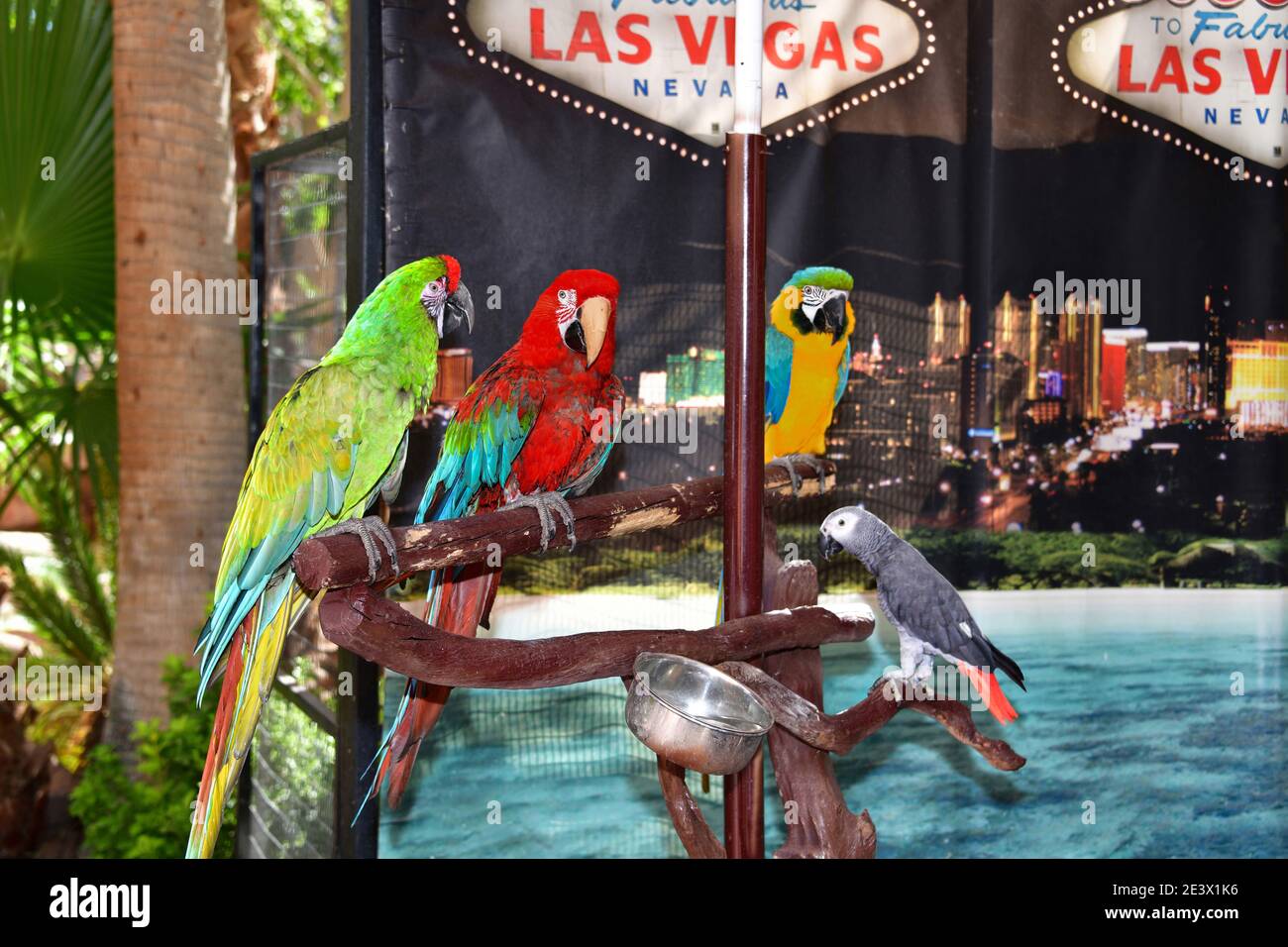 Nevada USA 10-30-18 quattro pappagalli e uno sfondo del La città di Las Vegas fa parte di uno studio fotografico Situato nel Flamingo Hotel Foto Stock