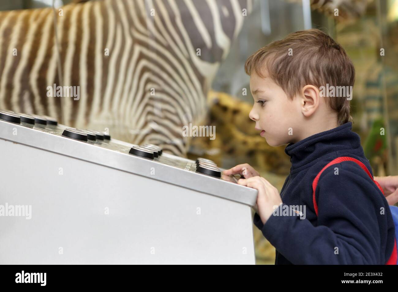 La curiosità bambino studiare canto degli uccelli nel museo Foto Stock