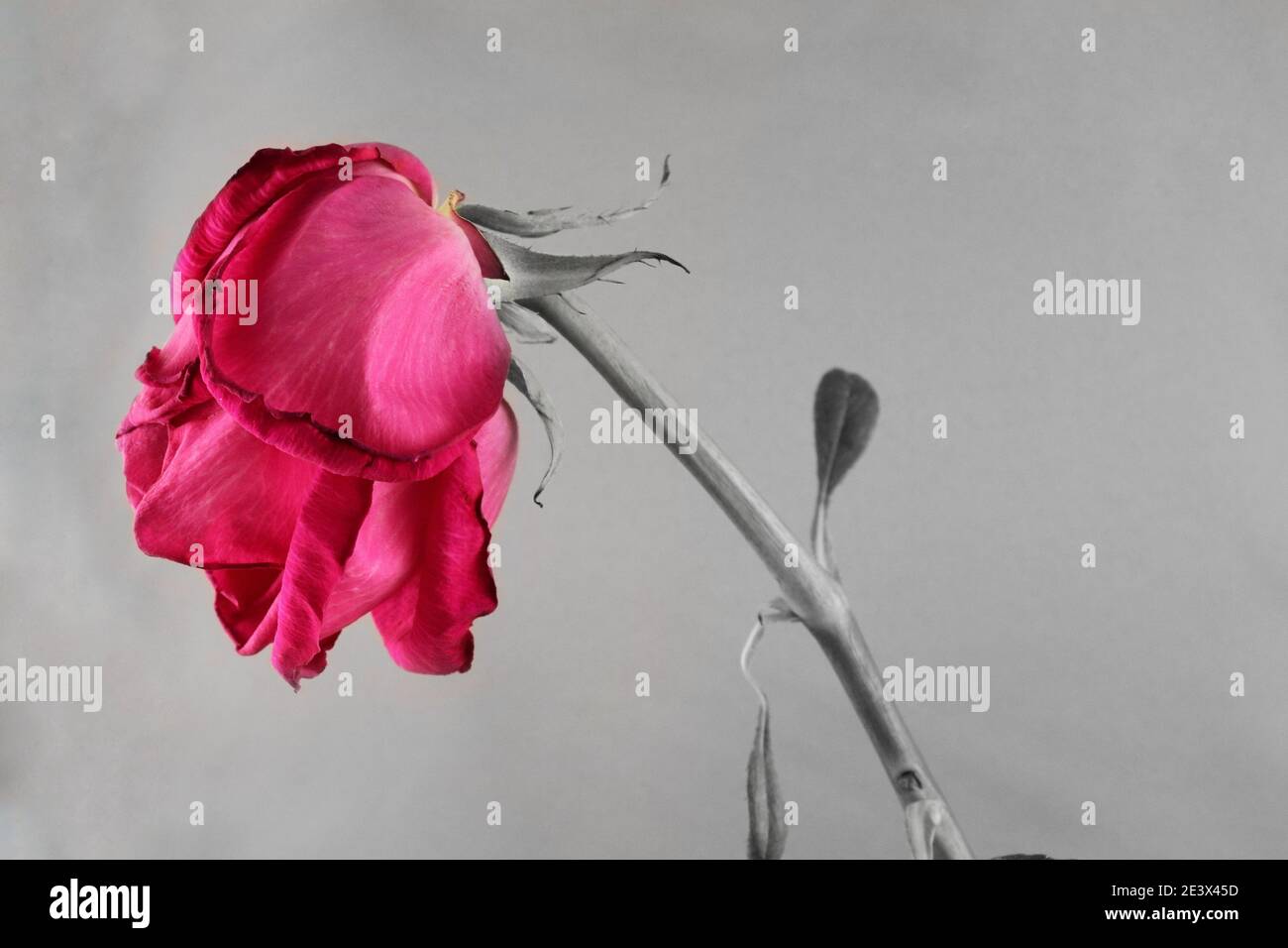 Diverse immagini di fiori presi da diversi photoshoots ho fatto in passato. Foto Stock