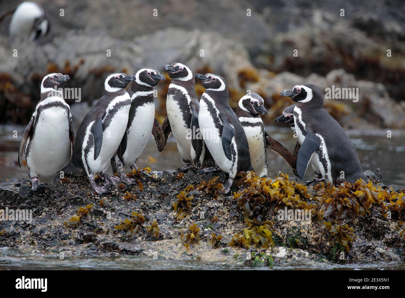 Pinguini Magellanici (Speniscus magellanicus), colonia di pinguini a Bahia Punihuil, Isola di Chiloe, Regione di Los Lagos, Cile meridionale 11 gennaio 2016 Foto Stock