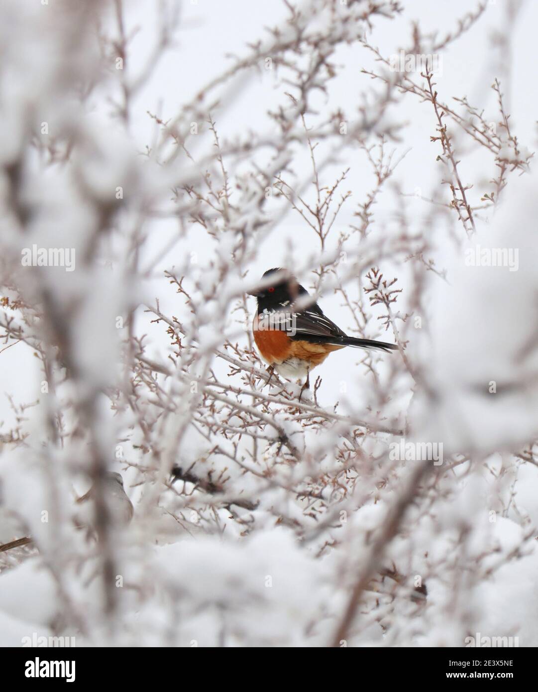 Ho fatto un inverno mattina neve sparare con uccelli invernali nel mio cortile Foto Stock