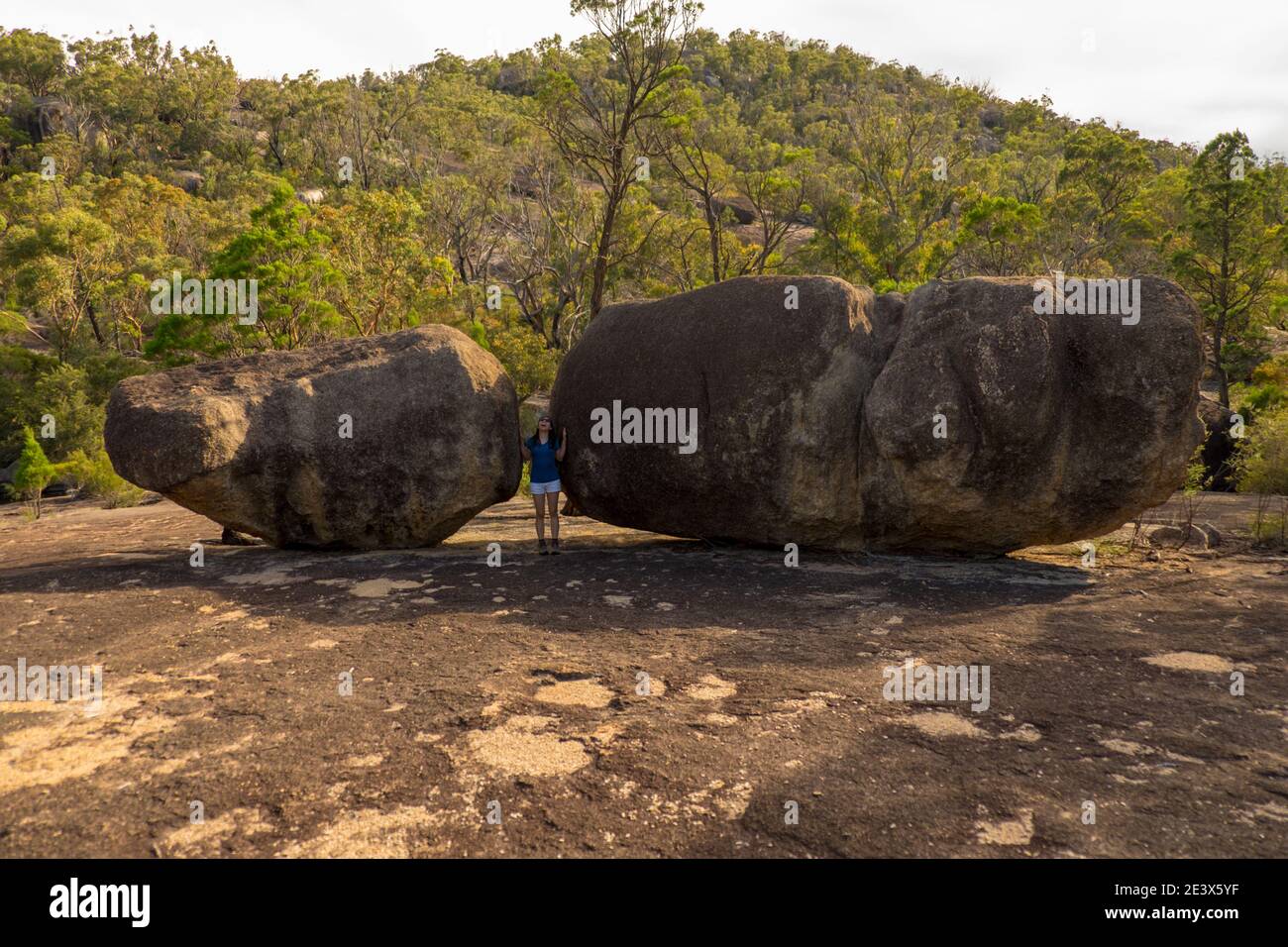Parco nazionale di Girraween Foto Stock