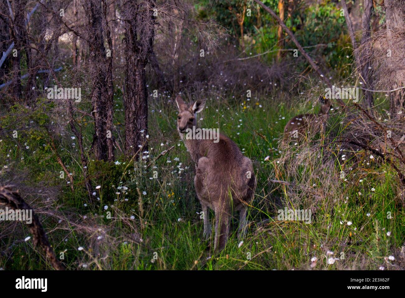 Il curioso guardare il curioso. Foto Stock