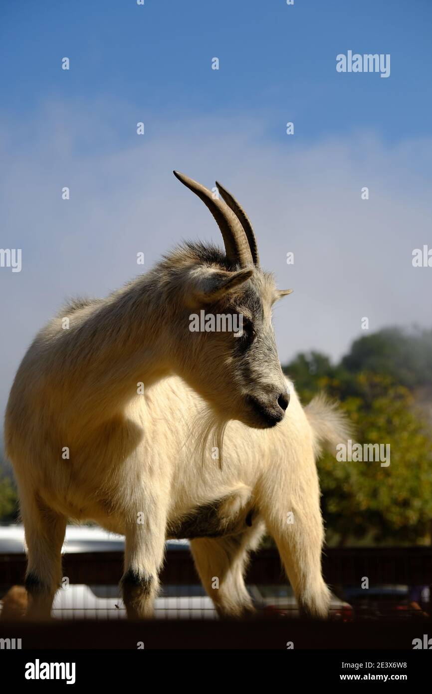 Capre dall'aspetto maestoso Foto Stock