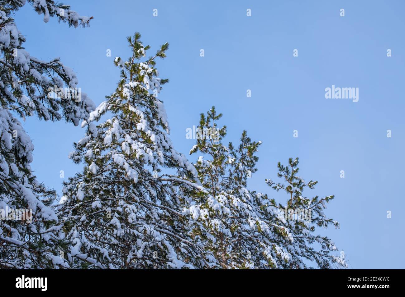 Le cime innevate dei pini scendono in altezza in questa vista ad angolo basso del sempreverdi e del cielo blu in inverno. Foto Stock