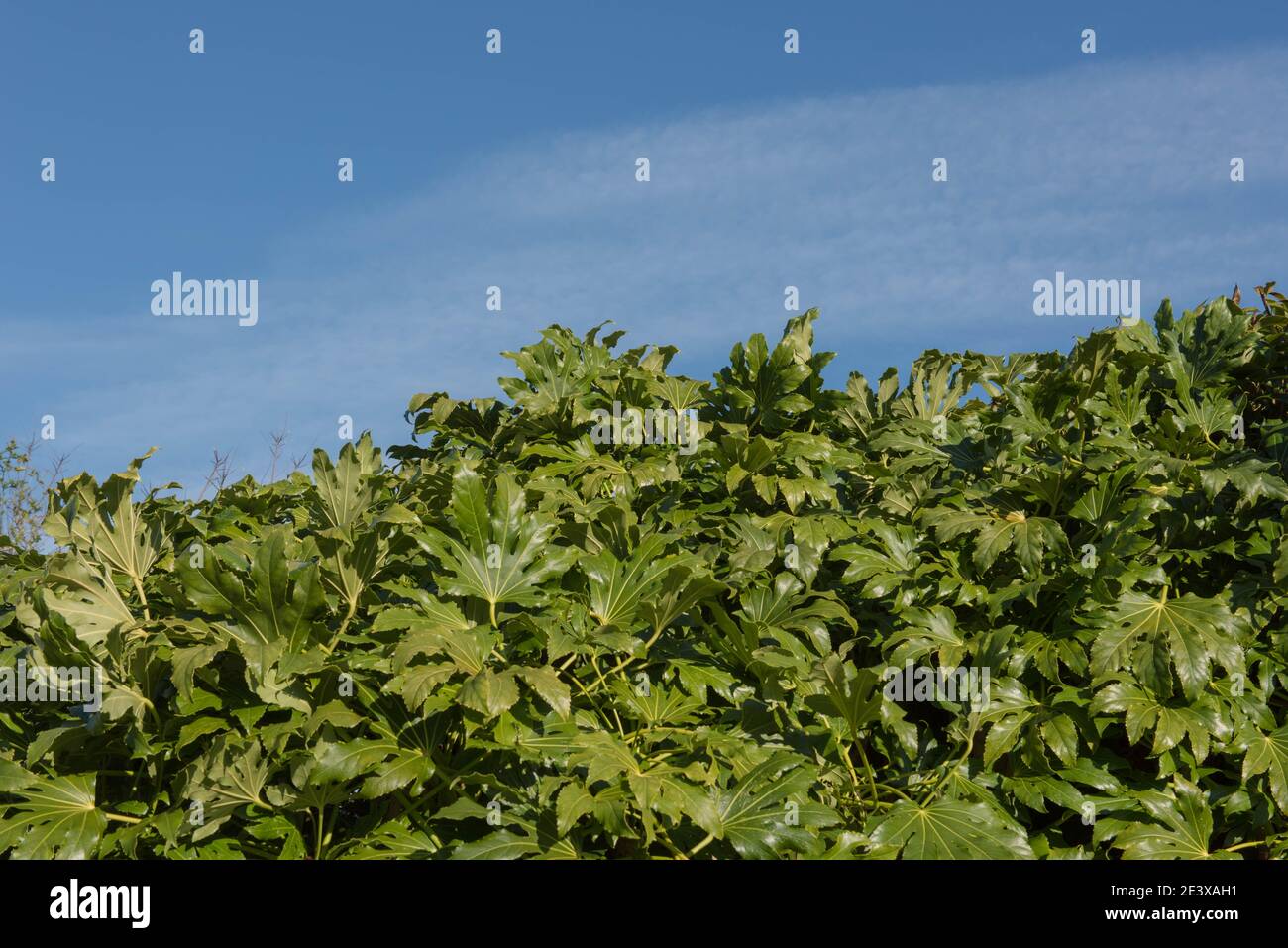 Foglie verdi lucide di aralia giapponese o Castor Oil Plant (Fatsia japonica) in un Country Cottage Garden in Devon rurale, Inghilterra, Regno Unito Foto Stock