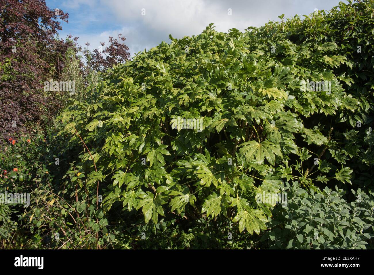 Foglie verdi lucide di aralia giapponese o Castor Oil Plant (Fatsia japonica) in un Country Cottage Garden in Devon rurale, Inghilterra, Regno Unito Foto Stock