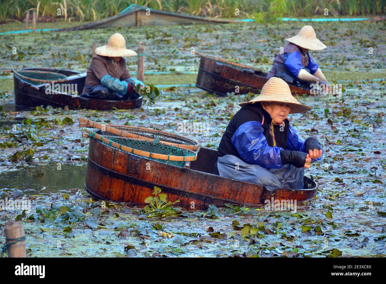 Signore che raccolgono le castagne d'acqua speciali sul lago Jiaxing Nan Hu. Stanno usando i vecchi barili tradizionali come barche. Foto Stock