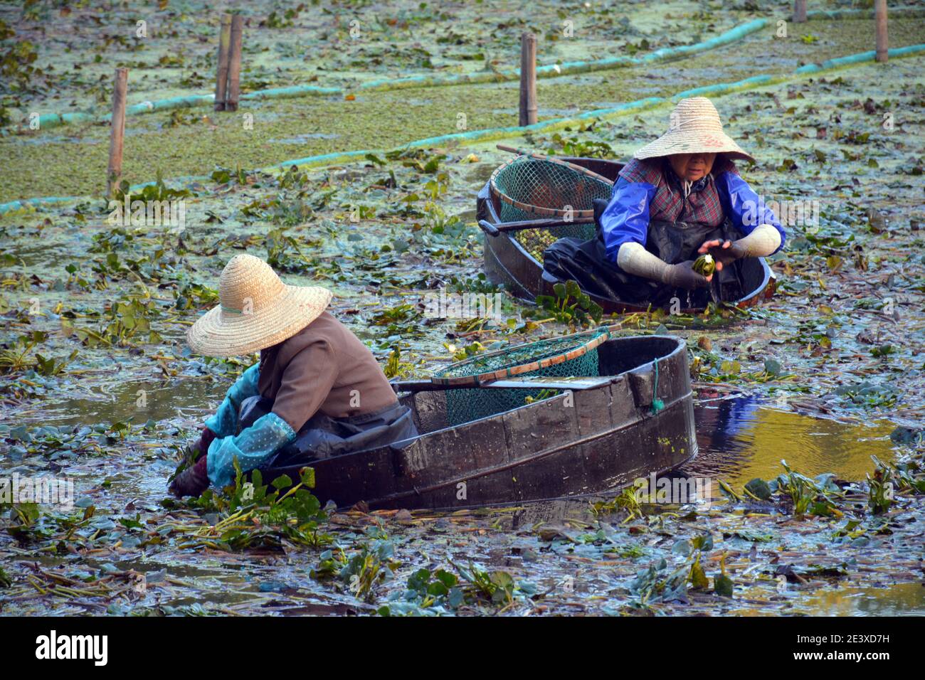 2 Signore che raccolgono a mano le castagne d'acqua nel vecchio stile sul lago meridionale di Jiaxings. Nan Hu Ling in cinese, famosa verdura locale. Ott 2020 Foto Stock