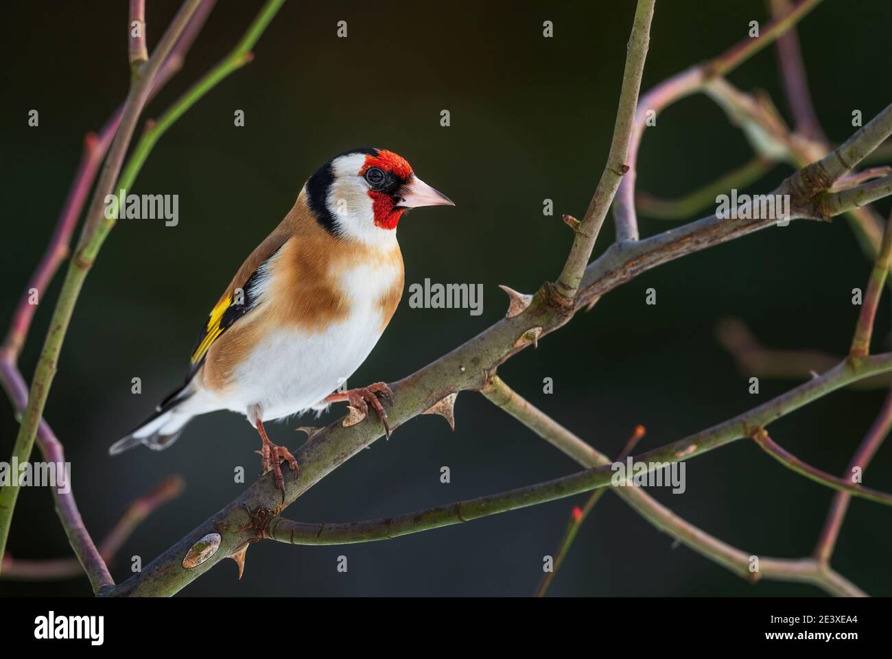 European Goldfinch - Carduelis carduelis, bellissimo uccello colorato perching da prati e praterie europee, Zlin, Repubblica Ceca. Foto Stock