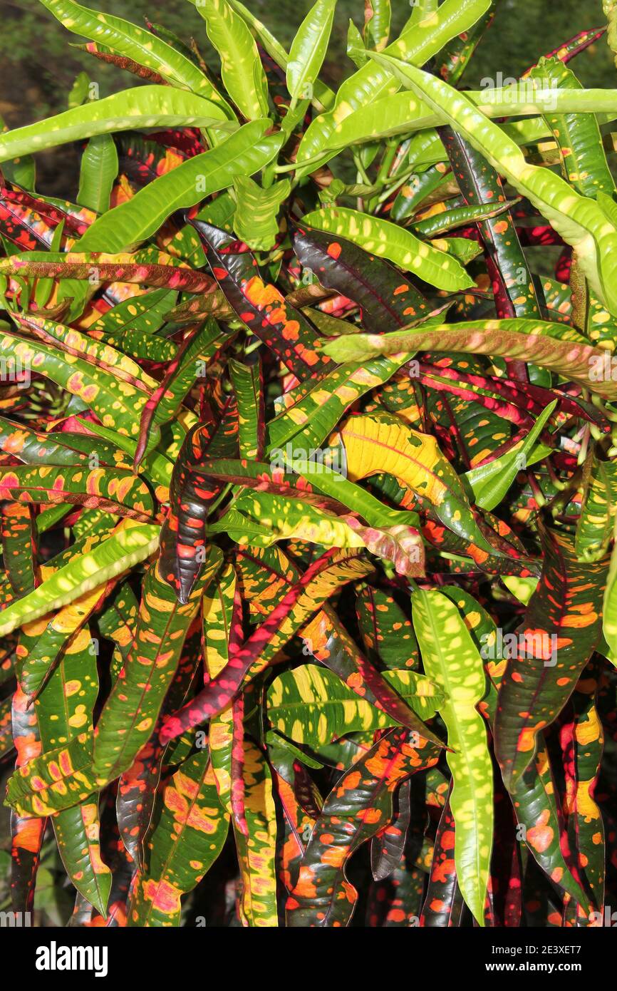 Croton (Codiaeum variegatum 'Batik'), noto anche come Bush on Fire Foto Stock