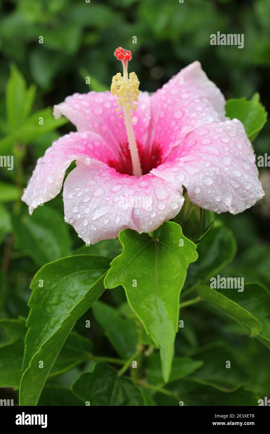 Hibiscus cinese Hibiscus rosa-sinensis - coperto di gocce di pioggia Foto Stock