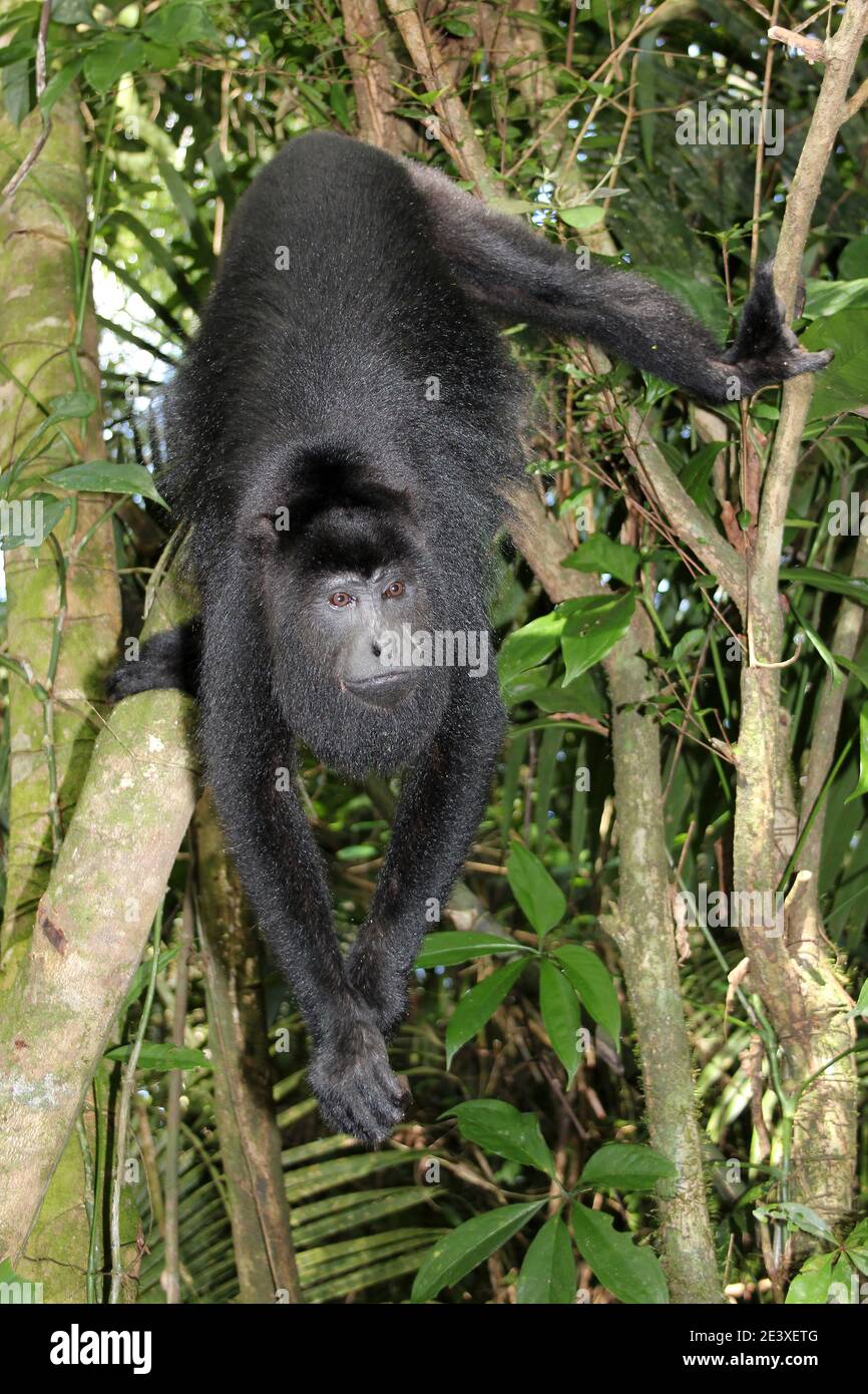 Nero dello Yucatan scimmia urlatrice Alouatta pigra Foto Stock
