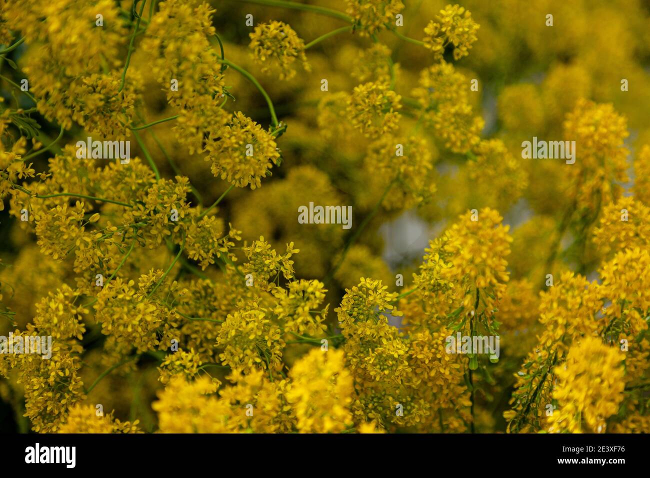I fiori sono gialli. Sfondo da piante gialle. Struttura naturale. Sfondo giallo frondoso. Natura. Cartolina estiva. Foto Stock