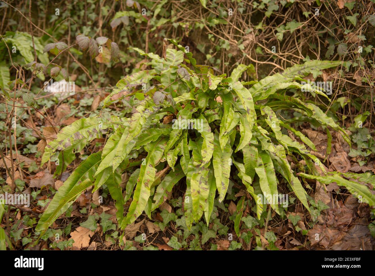 Foglie di primavera verde brillante di una lingua di Hart Fern (Asplenium colopendrium) che cresce in un giardino di pietra nel Devon Rurale, Inghilterra, Regno Unito Foto Stock