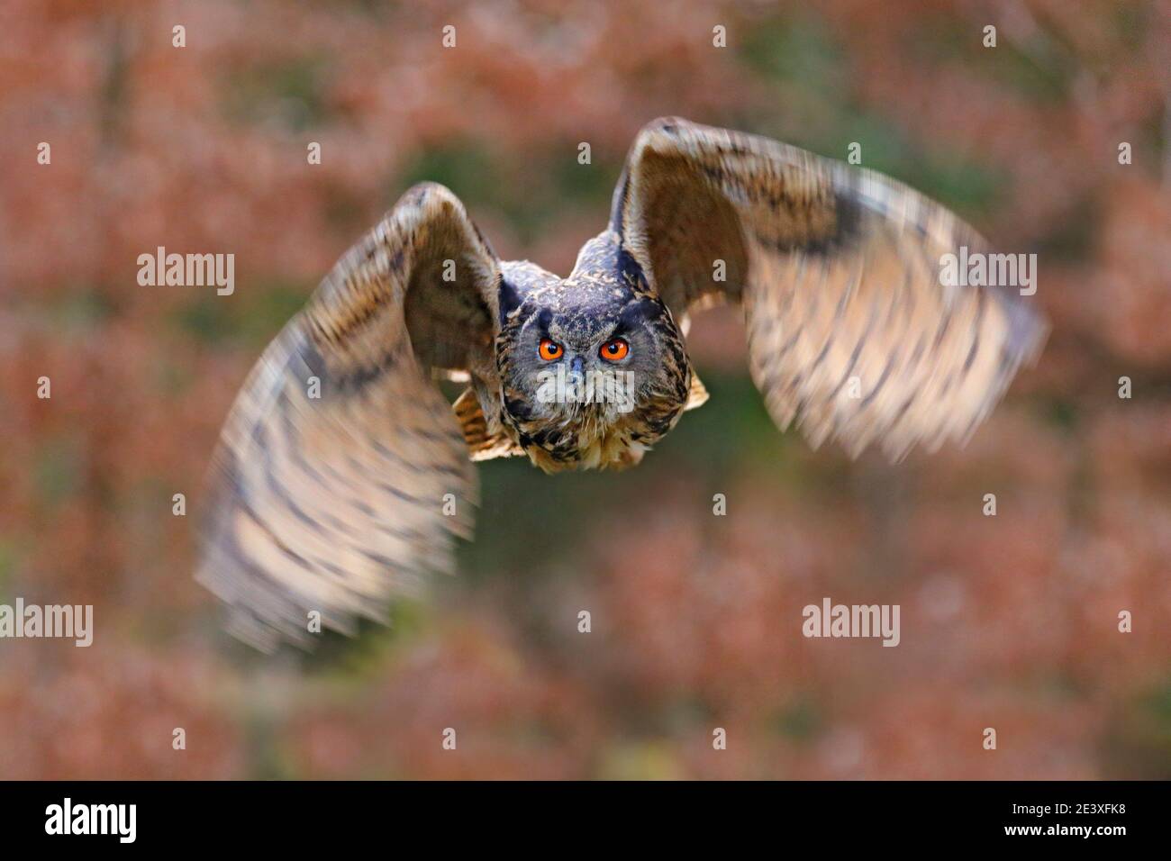 Eagle Owl, Bubo bubo, con ali aperte in volo, habitat forestale in background, alberi arancioni d'autunno. Scena della fauna selvatica dalla foresta naturale, Germania. Uccello i Foto Stock