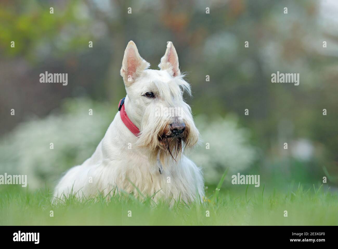 Cane bianco, terrier scozzese su prato verde erba con fiori bianchi sullo  sfondo, Scozia, Regno Unito Foto stock - Alamy