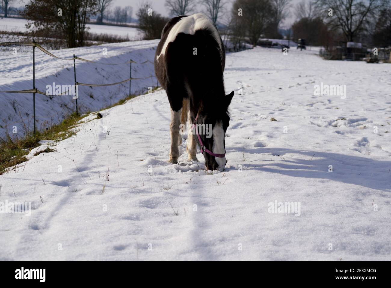 Cavalli in inverno nel paddock quando la neve coperta È chiuso foraging in Baviera Foto Stock
