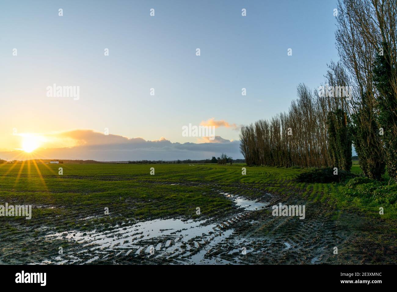 Alba sopra uno strato di nuvola all'orizzonte con in primo piano un campo bagnato soddo e di fronte all'alba una fila di alberi. Cielo blu. Broomfield, a Kent, Inghilterra. Foto Stock