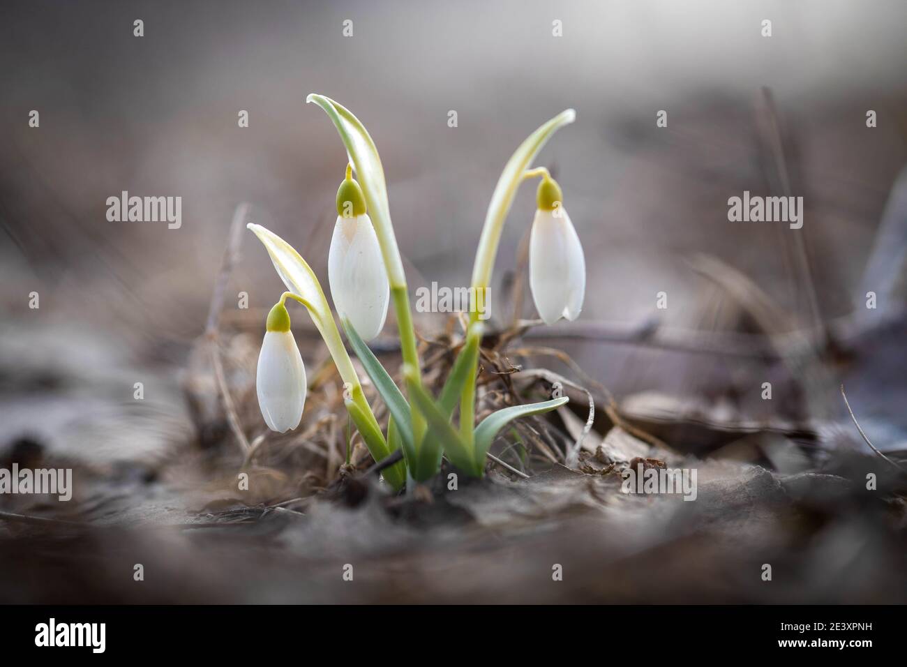 Nevicate nella foresta. Vista ravvicinata. Il primo snowdrop galleggianti in quest'anno Foto Stock