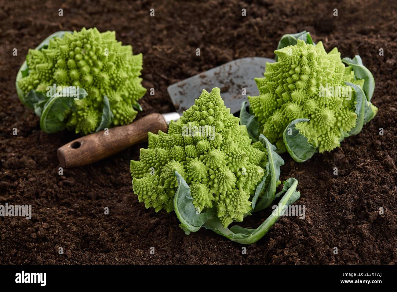 Romanesco broccoli, o cavolfiore romano con attrezzi da giardino su fondo terreno Foto Stock