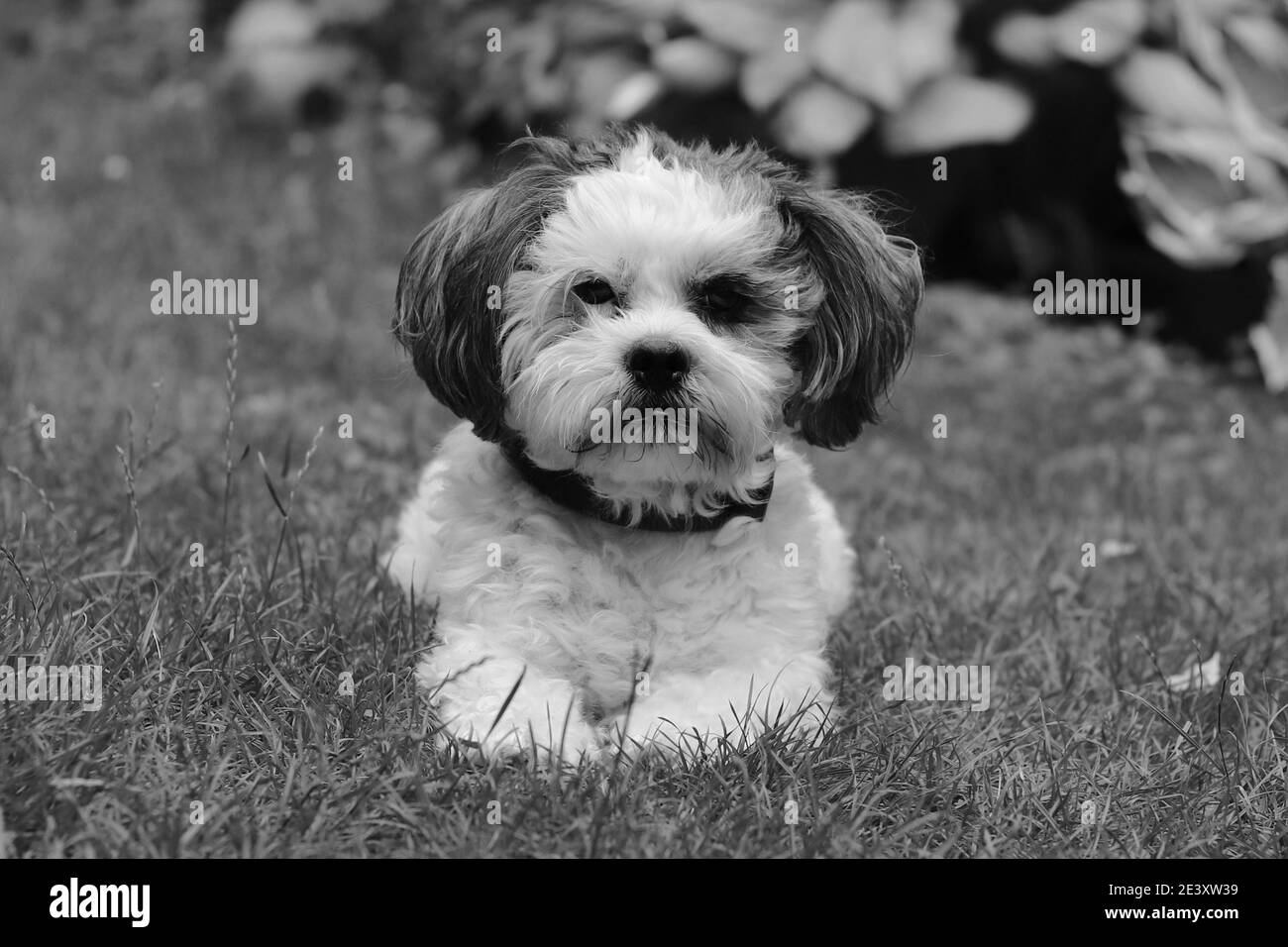 ritratto di cane sdraiato sul prato Foto Stock