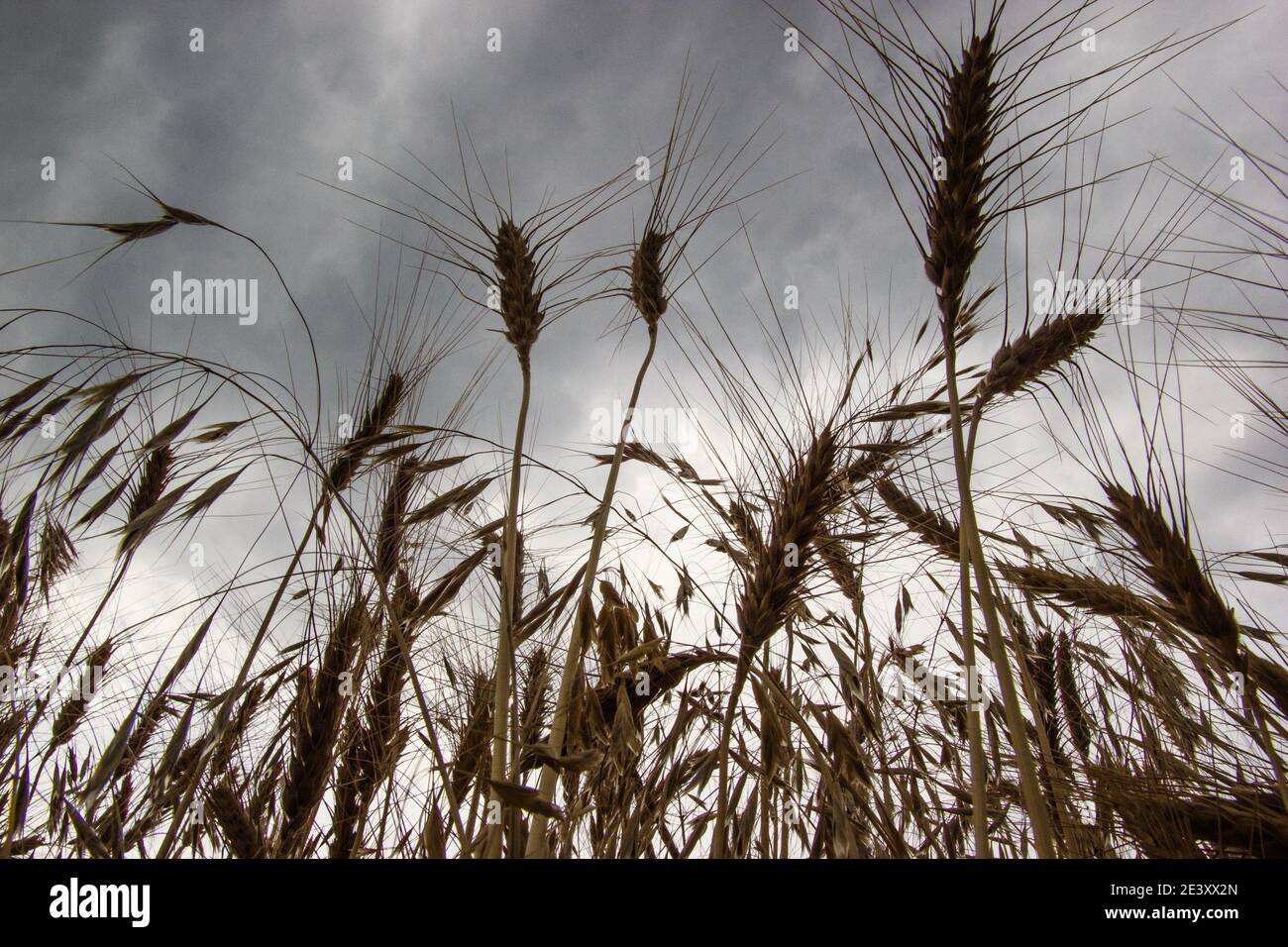 Vista dal basso delle orecchie di grano sullo sfondo di un cielo d'autunno drammatico. Foto Stock