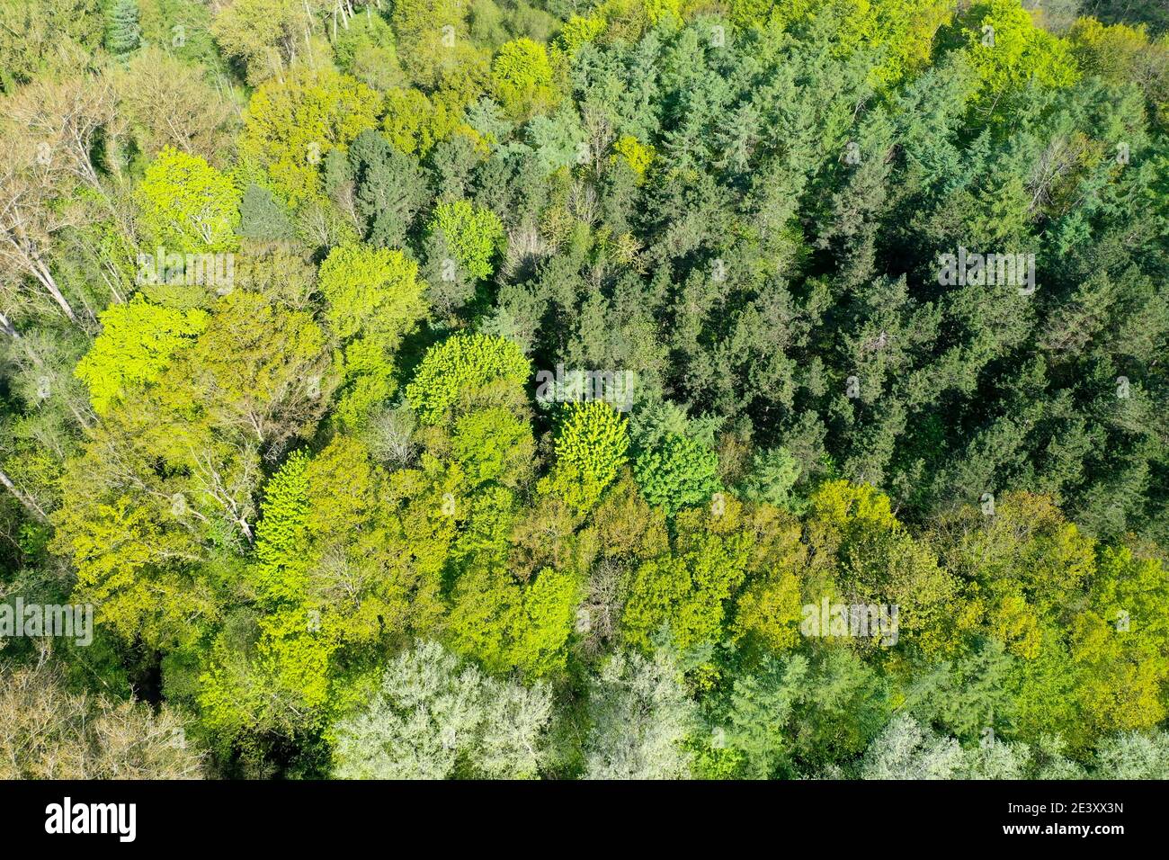 Wald von oben, Luftaufnahme, Laubwald, Mischwald, legno, foresta, Germania, Norddeutschland, Schleswig-Holstein, Germania Foto Stock