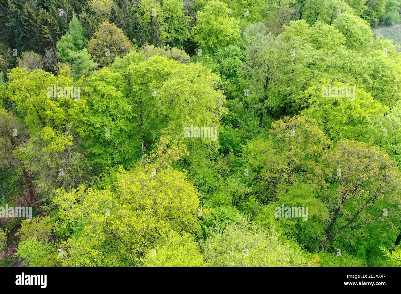Wald von oben, Luftaufnahme, Laubwald, Mischwald, legno, foresta, Germania, Norddeutschland, Schleswig-Holstein, Germania Foto Stock