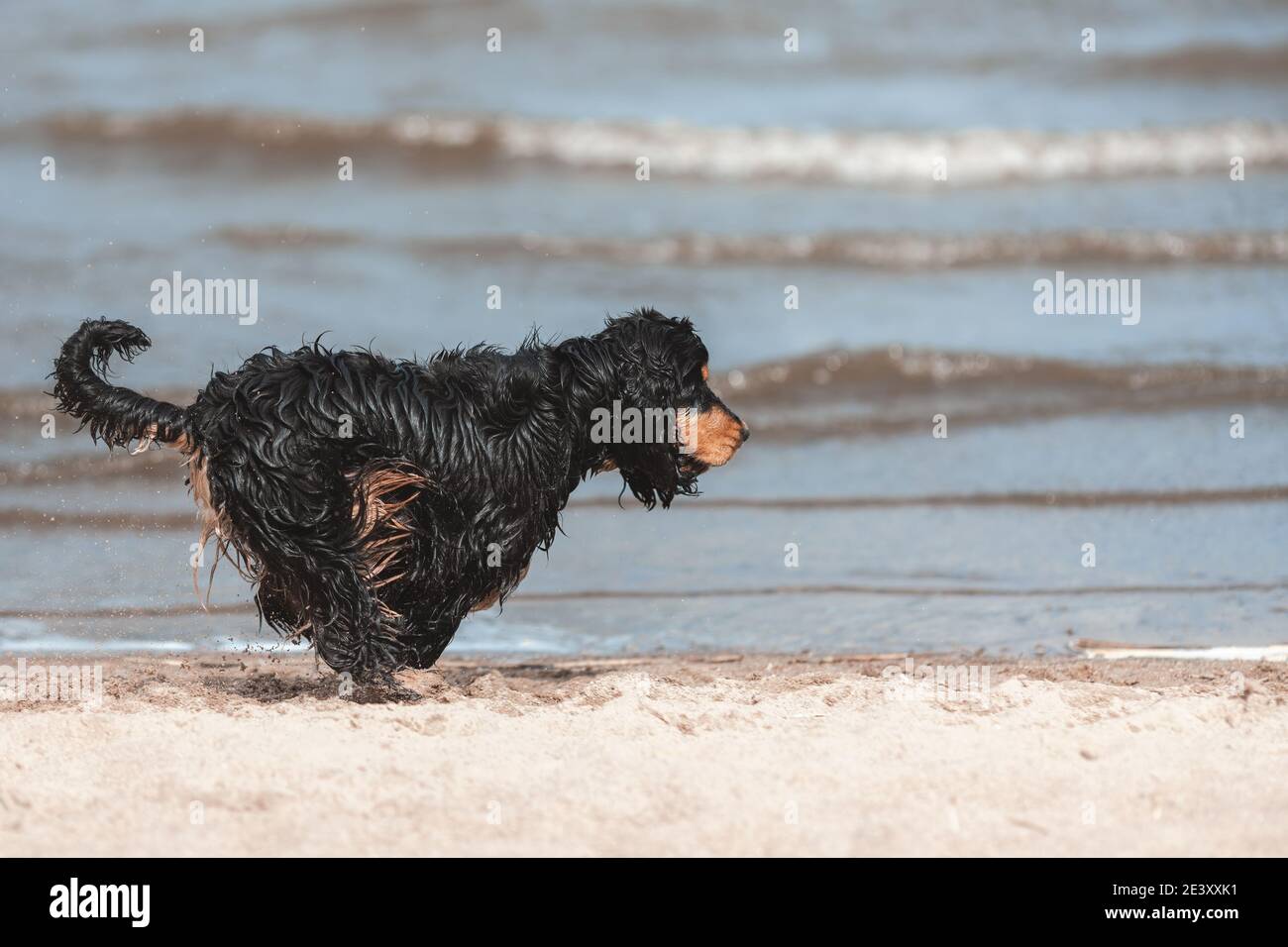 Scagliatore inglese nero spaniel correre veloce e saltare sulla sabbia alla costa del mare. Cane attivo in natura. Foto Stock