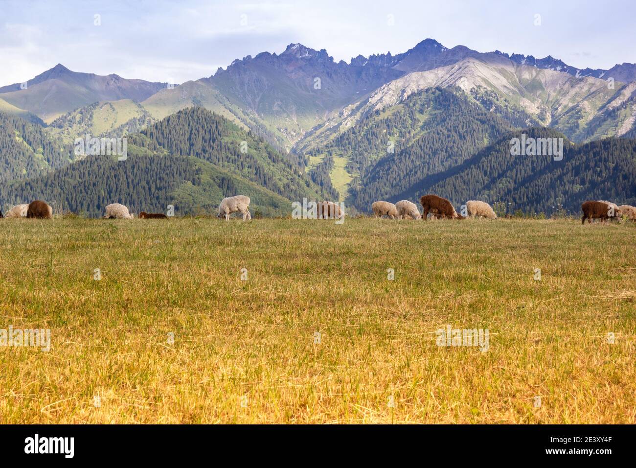 Mandria di pecore che si nutrisce nel prato con un Tian-shan montagne sullo sfondo. Le pecore pascolano di fronte a montagne dell'asia centrale. Foto Stock