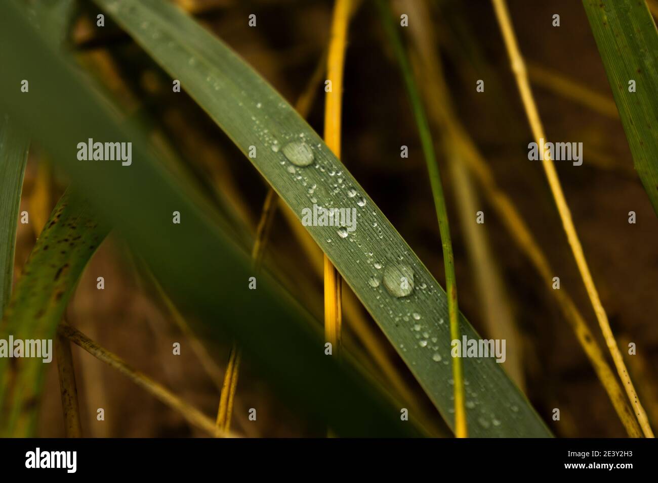 Primo piano di gocce d'acqua sulla foglia di fiori di piante Foto Stock