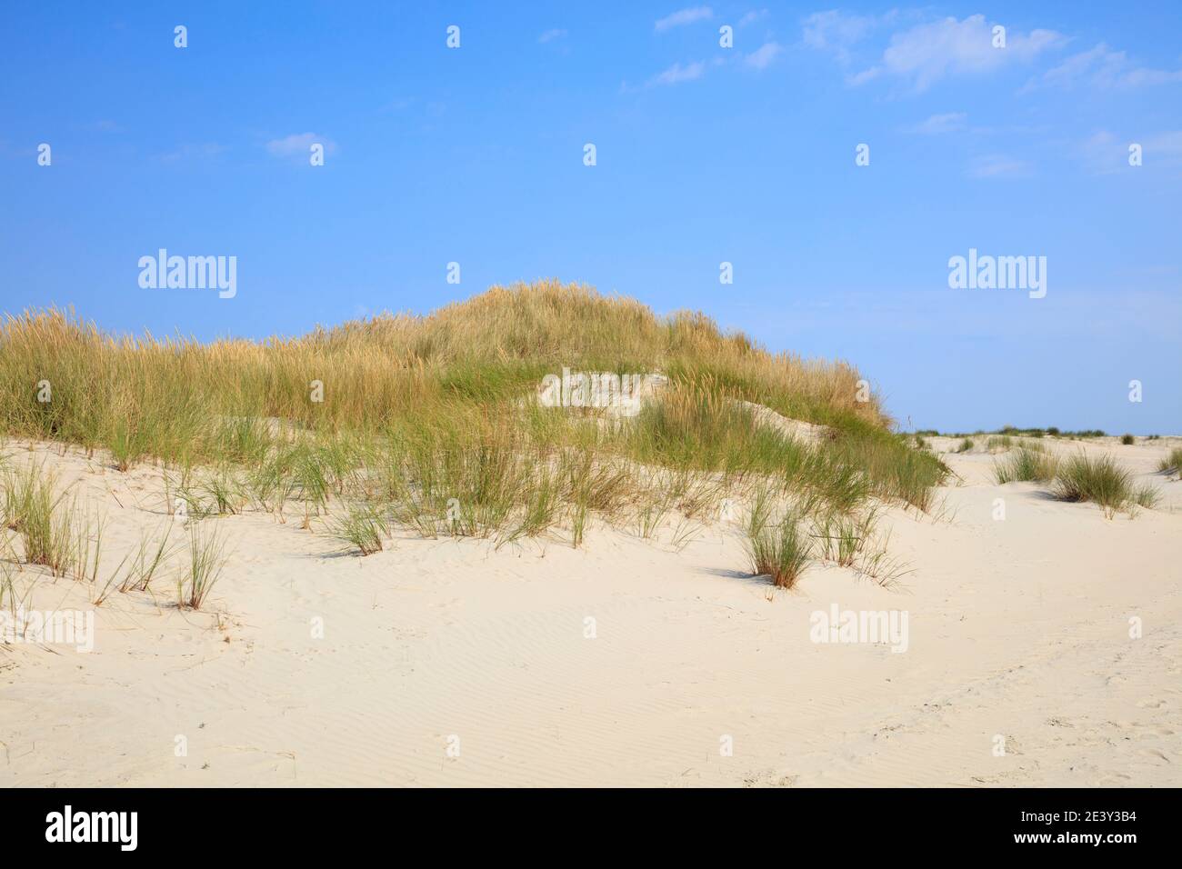 Paesaggio delle dune, Borkum, Isola Frisone Est, frisia Est, bassa Sassonia, Germania, Europa Foto Stock Paesaggio delle dune, Borkum, Isola Frisone Est, frisia Est, bassa Sassonia, Germania, Europa Foto Stock