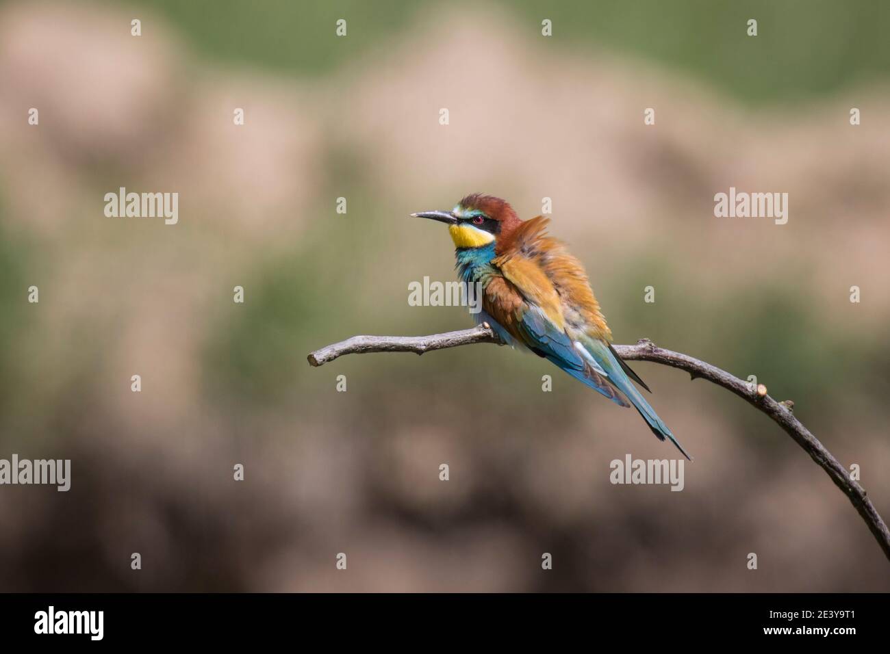 , Bienenfresser Merops apiaster, Europea gruccione Foto Stock