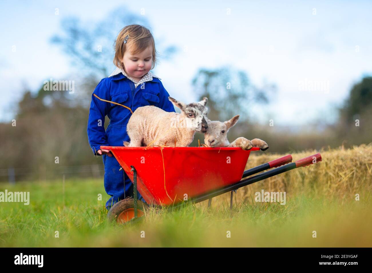 Arley, Worcestershire, Regno Unito. 21 Gennaio 2021. Myla-May Mills, di 18 mesi, gioca con agnelli gemelli di un giorno nati nella fattoria della sua famiglia ad Arley, vicino a Kidderminster, Worcestershire. Gli agnelli maschi gemelli, chiamati ANT e Dic, sono nati ieri e sono il risultato dell'ariete - o tup - che ha libero accesso alle pecore nel gregge nel tardo autunno e inverno. Credit: Peter Lopeman/Alamy Live News Foto Stock