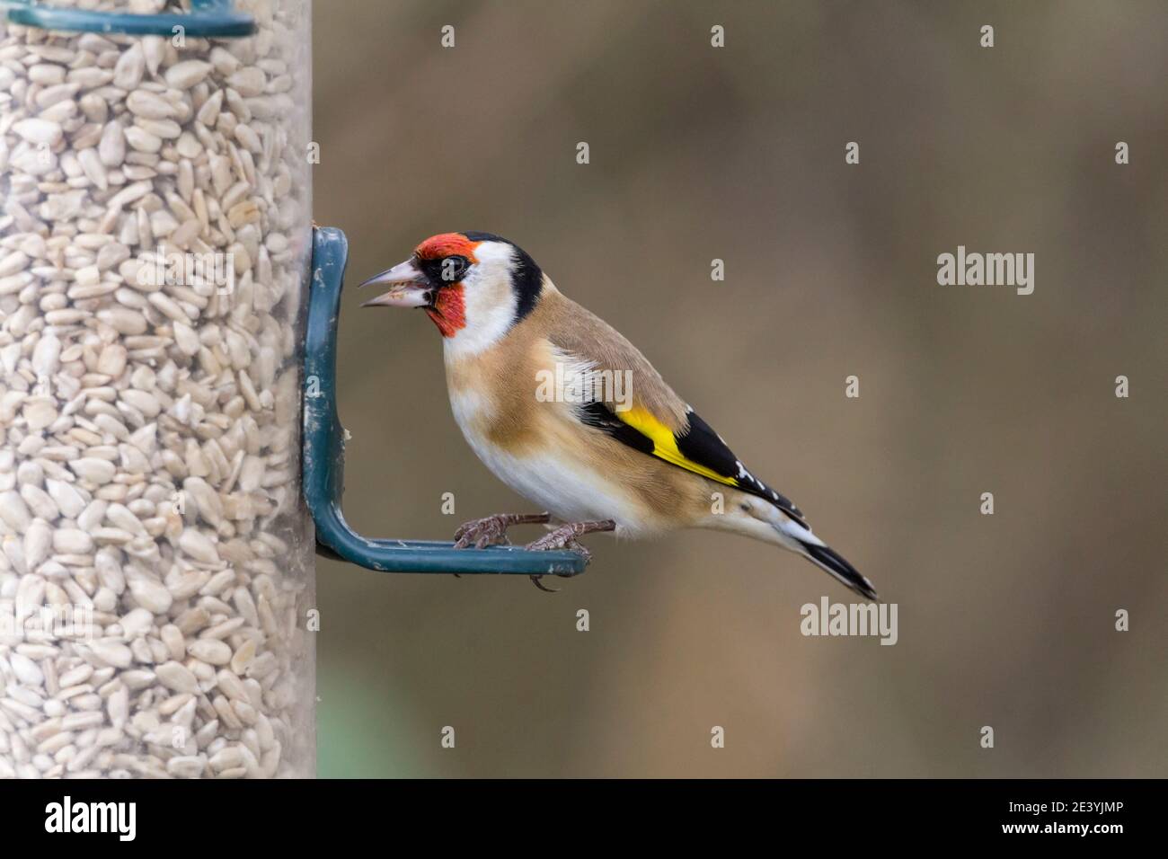 Goldfinch Carduelis carduelis a battente bianco nero e rosso rubino testa ali gialle e nere brillanti con macchie bianche piume di coda Foto Stock