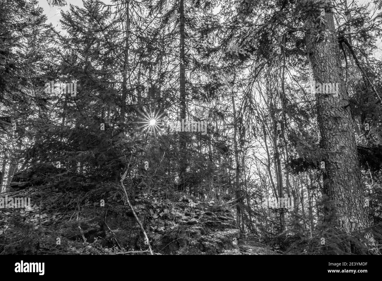 Immagine in bianco e nero la cima di montagna di Hausstein a. Rusel Ruselabsatz vicino a Geisslinger Stein Koenigstein nella Foresta Bavarese Vicino a Deggendorf An Foto Stock