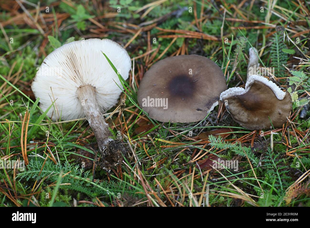 Melanoleuca melaleuca, conosciuto come cavalier calvo o cavaliere calvo, fungo selvatico dalla Finlandia Foto Stock