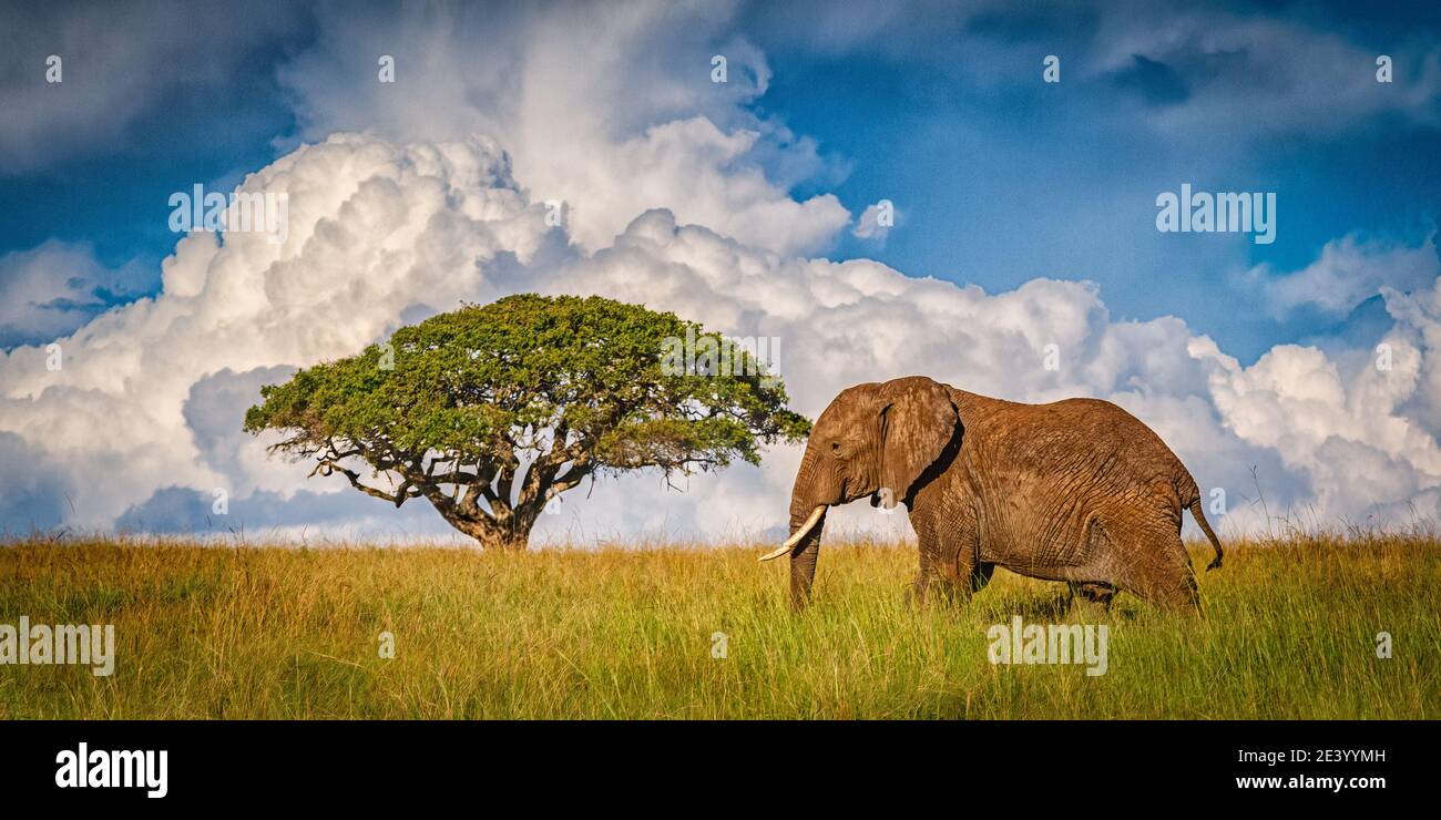 Icona della fauna selvatica africana Foto Stock