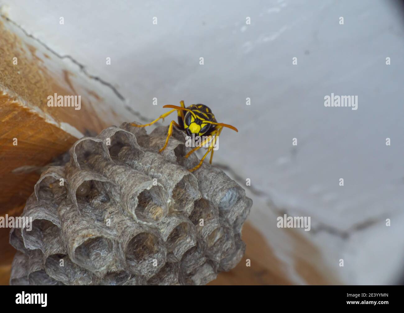 wasp seduto sulla parte superiore della macro di primo piano del nido di wasp Foto Stock