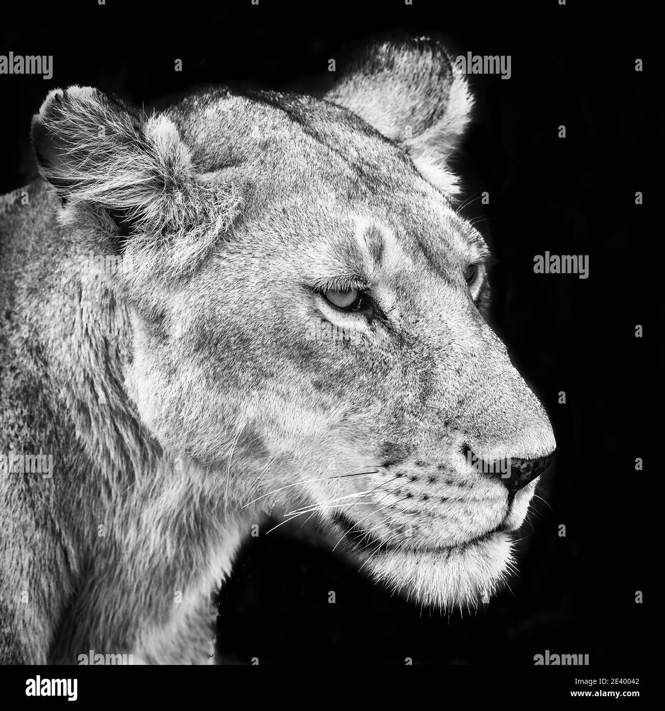Leone africano femminile in bianco e nero Foto Stock