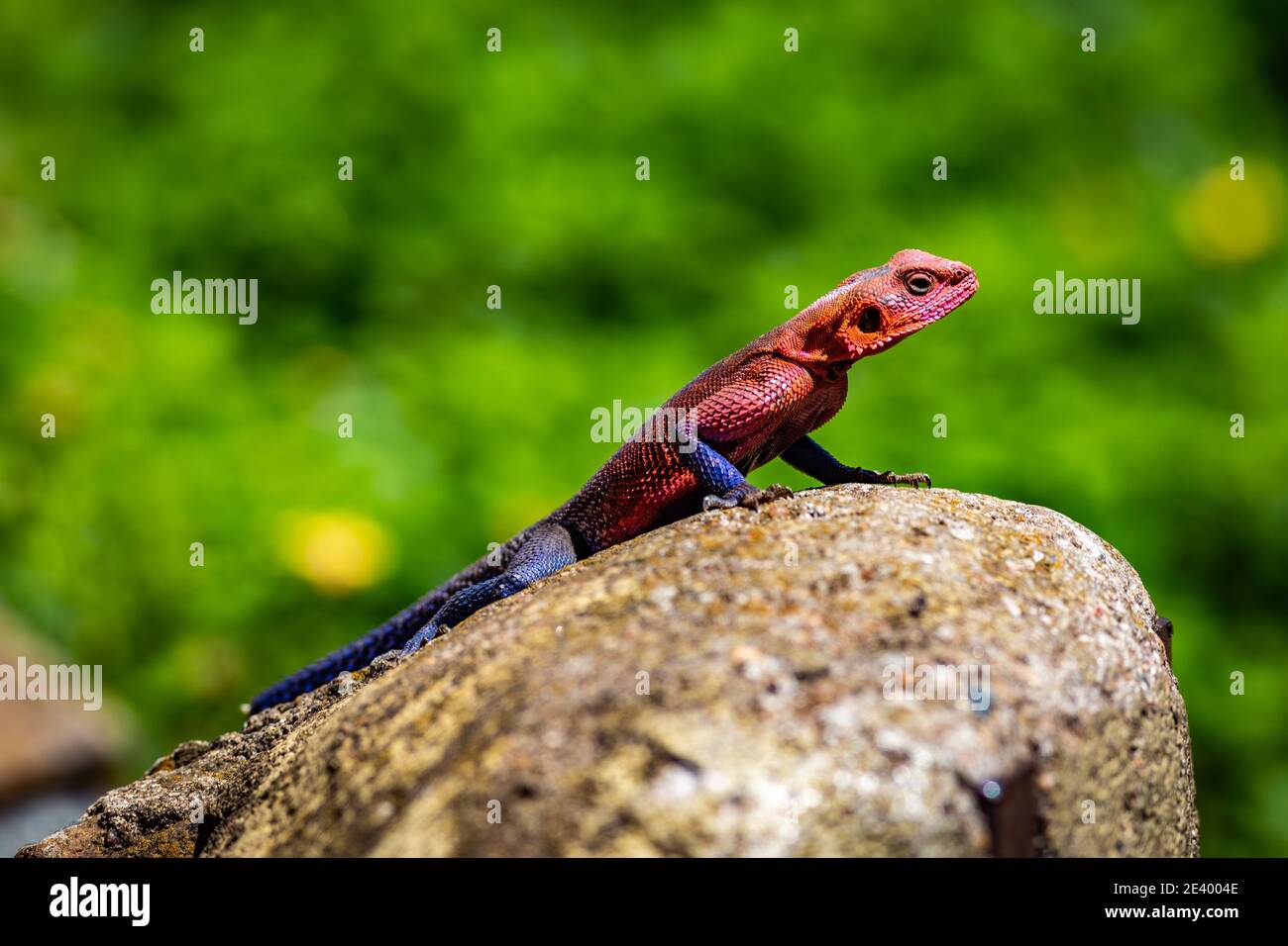 Una lucertola agama a testa piatta in Kenya Foto Stock