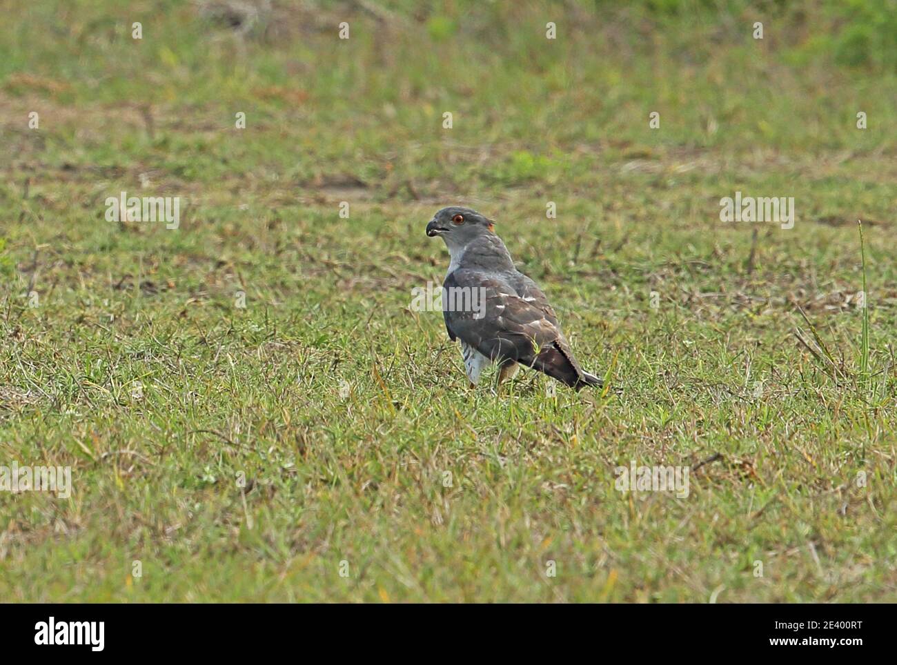 Falco-cucù africano (Aviceda cucoloides verreauxii) adulto in piedi a terra che si nuota sul locusto Tembe Elephant Park, Sudafrica Novembe Foto Stock