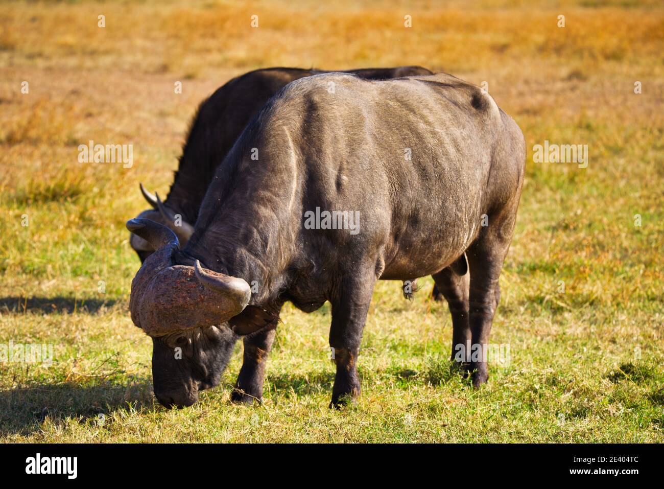 Due bufali africani hanno piegato la testa e mangiato l'erba. Un gran numero di animali migrano al Masai Mara National Wildlife Refuge in Kenya, Africa. 2 Foto Stock Due bufali africani hanno piegato la testa e mangiato l'erba. Un gran numero di animali migrano al Masai Mara National Wildlife Refuge in Kenya, Africa. 2 Foto Stock