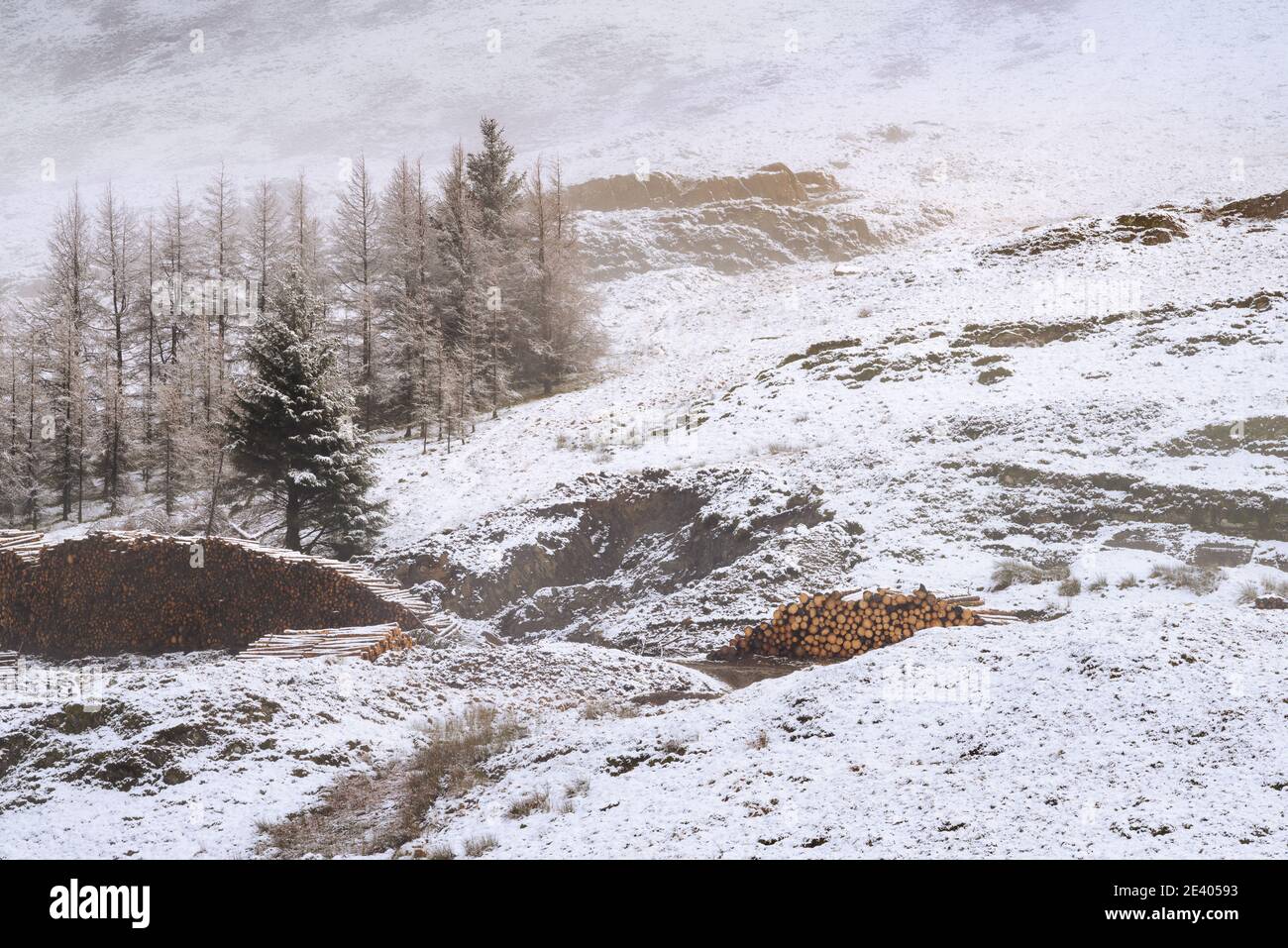 Mucchi di tronchi di legno coperti di neve in un paesaggio Winter Wonderland. Foto Stock