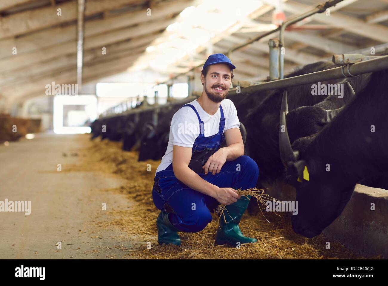 Sorridente giovane agricoltore uomo contadino seduto e nutrito nero tori con fieno Foto Stock