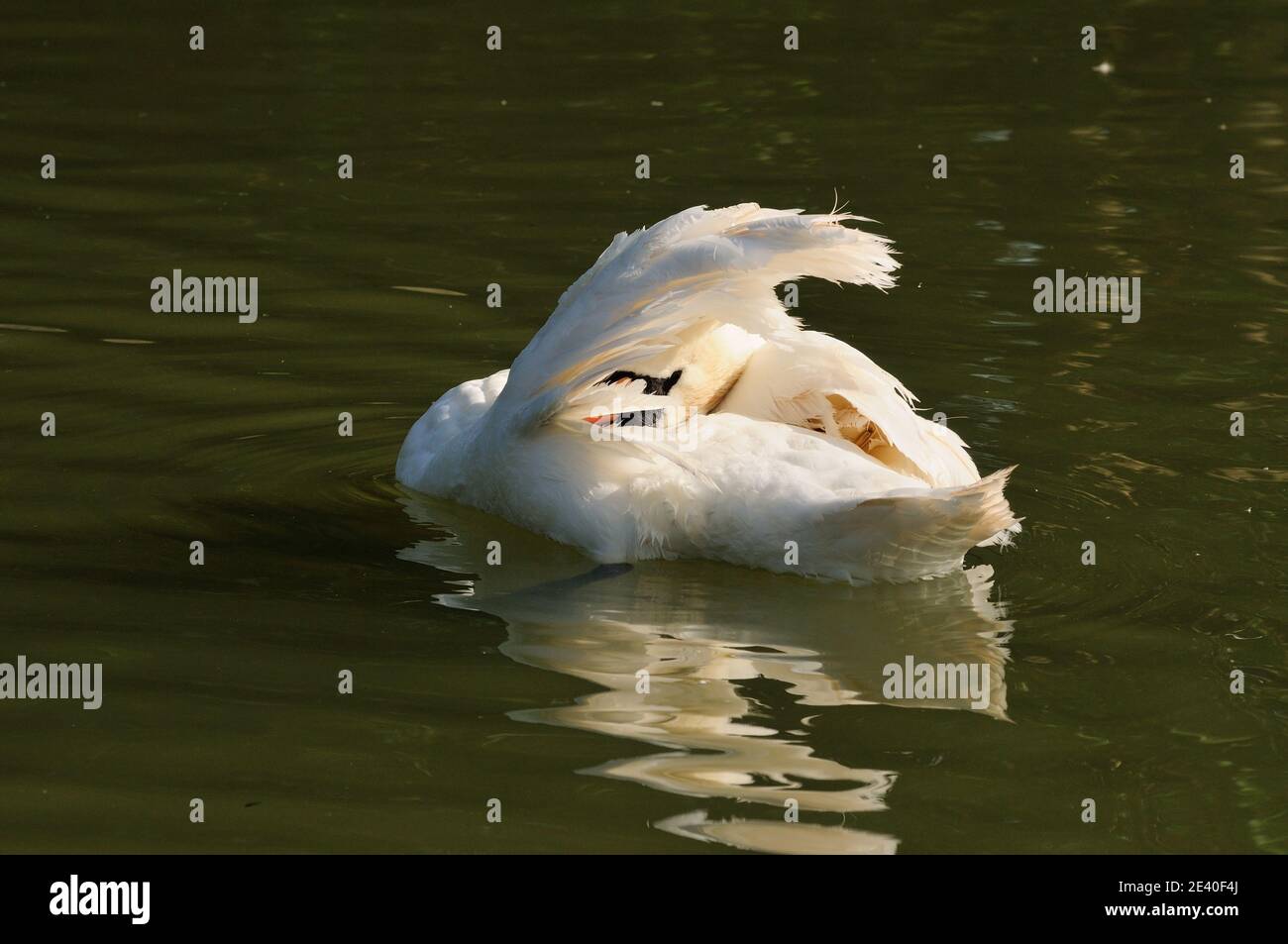 Un cigno preening. Foto Stock
